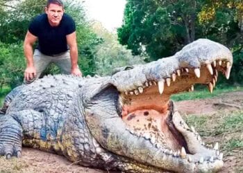 Henry oldest known crocodile in the world