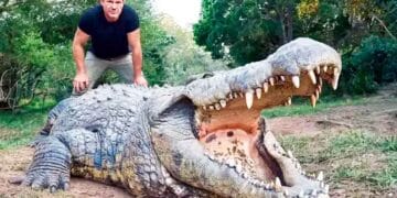 Henry oldest known crocodile in the world