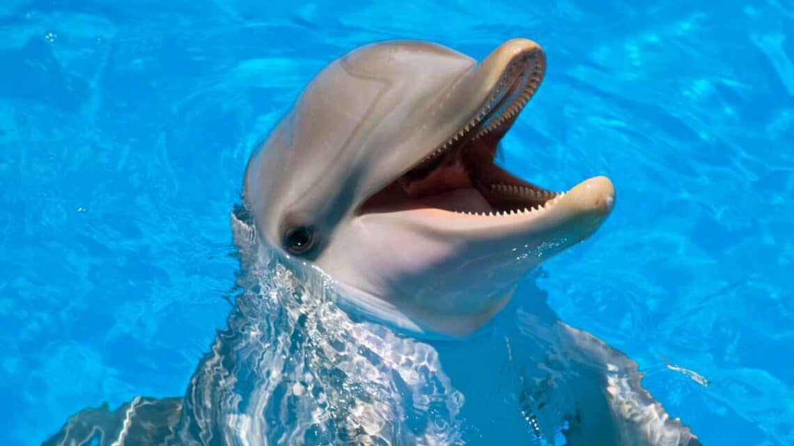 Human drugs detected in the Gulf of Mexico: Dolphins with traces of ...