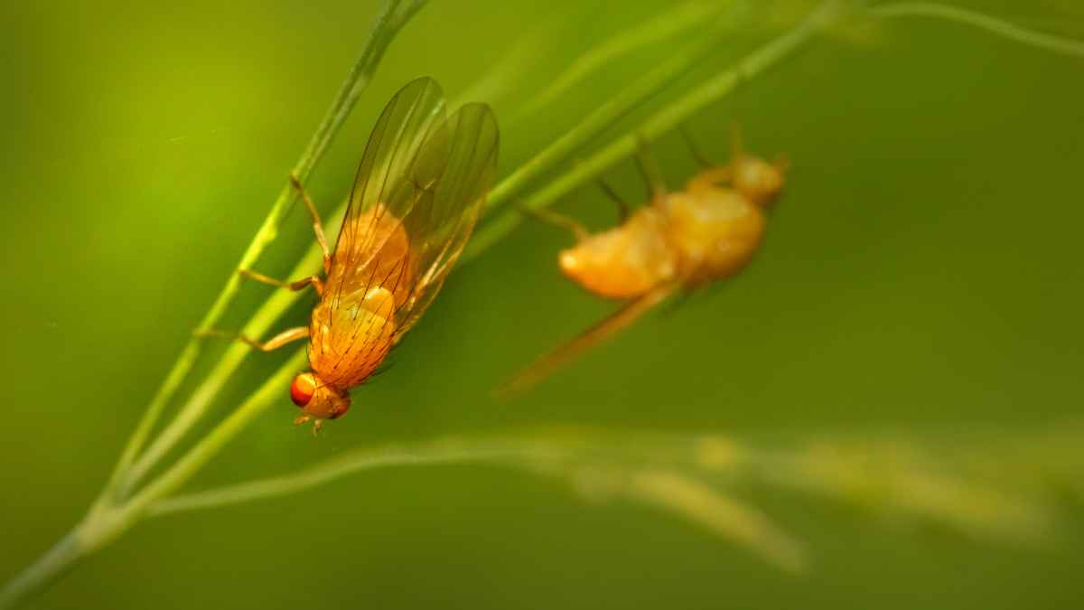 Study reveals that flies “drown their sorrows” in alcohol: Do bad experiences also enhance addiction in humans?