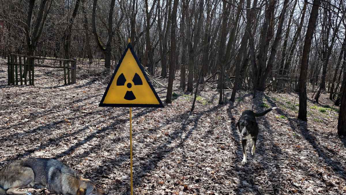 Scientists discover unique genes in Chernobyl dogs adapted to radiation after the 1986 nuclear disaster