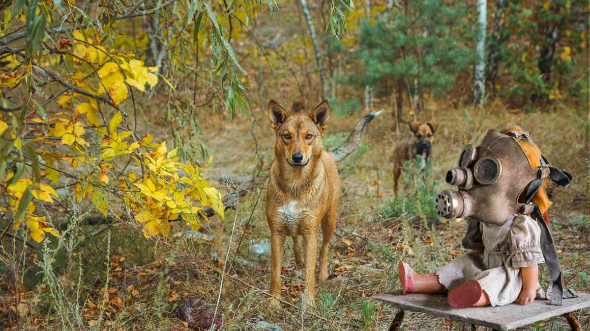 Secrets of Chornobyl's wild dogs: what ticks reveal about nuclear zone