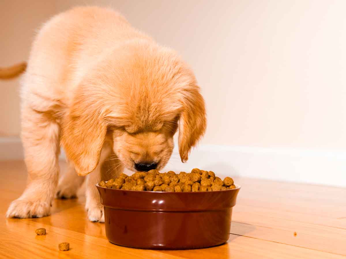 Golden retriever puppy eating kibble from a brown bowl on hardwood floor, illustrating FDA pet-food recall warning in nine states