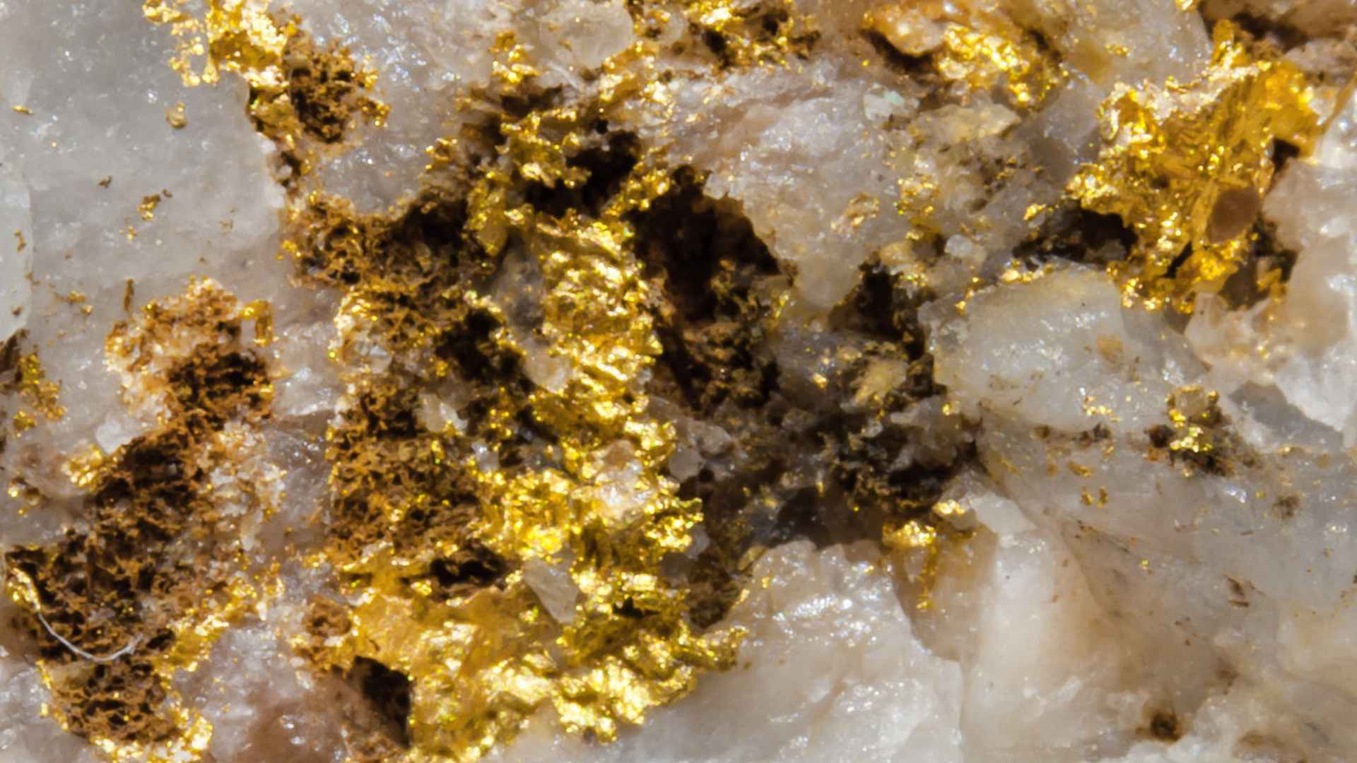 Close-up of gold nuggets in white quartz vein, illustrating seismic-driven mineral precipitation found in new study