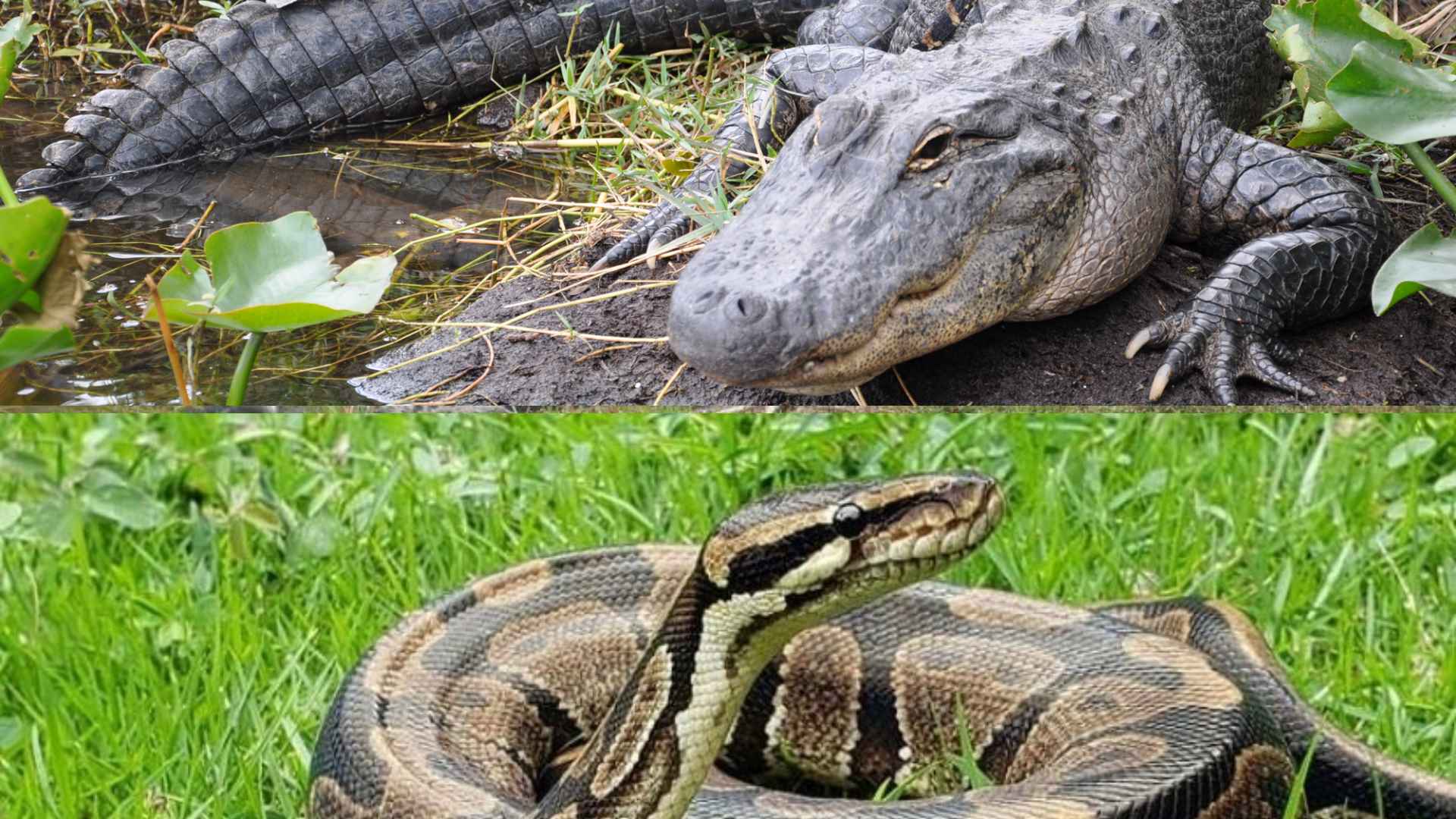 Alligator in swamp and Burmese python on grass, used to illustrate Florida's proposed reptile-guarded detention center