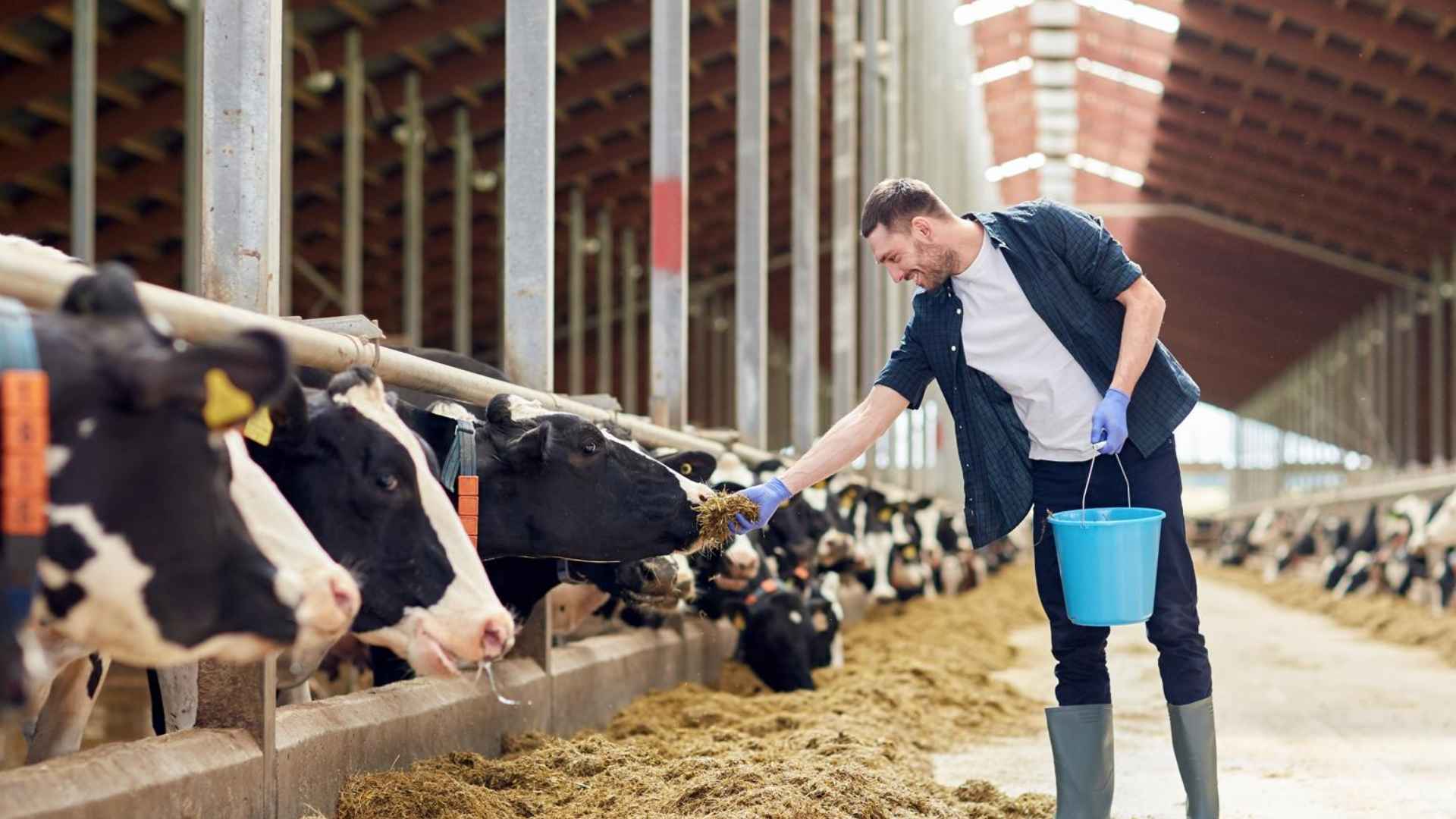 Prairie Farms Dairy employee feeds Holstein cows inside Midtown Memphis processing barn shortly before the plant’s abrupt closure, costing 120 jobs