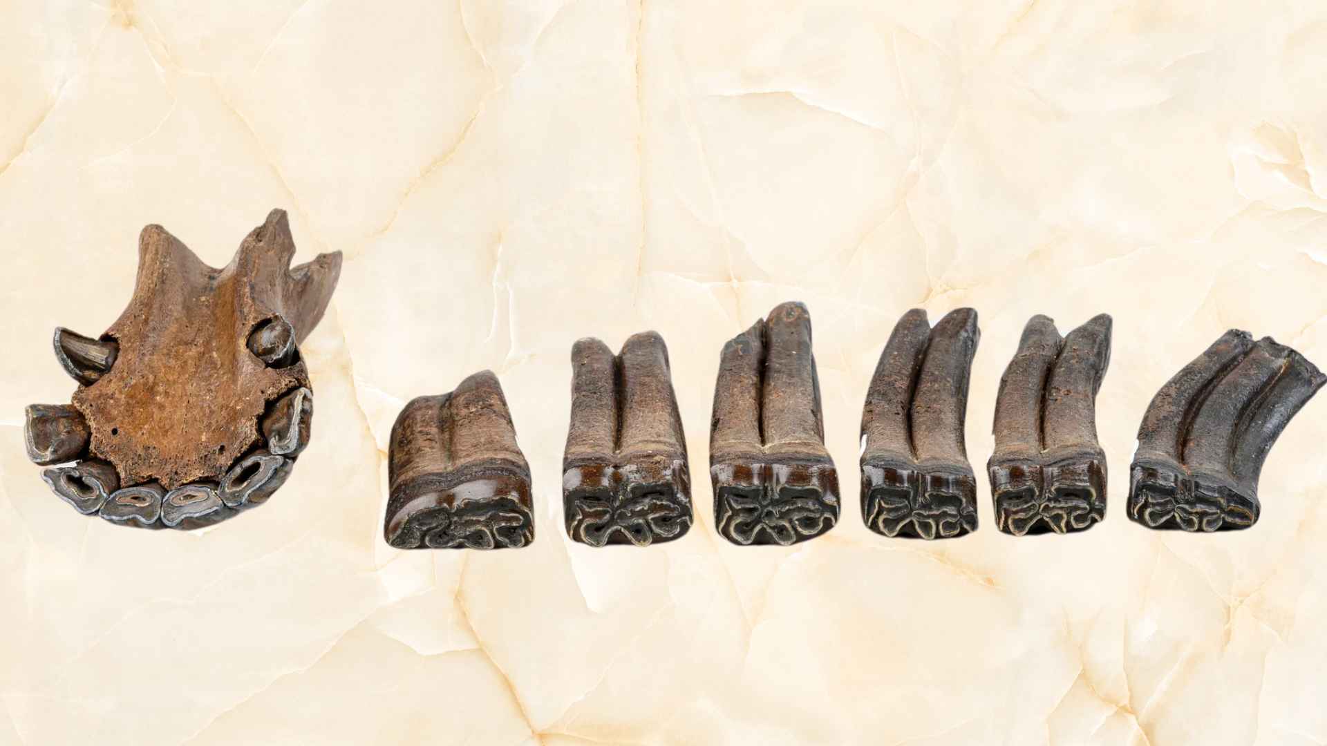 Fossilized horse teeth and jaw fragment dating to the Ice Age, recovered by divers from a hidden Steinhatchee River sinkhole in Florida