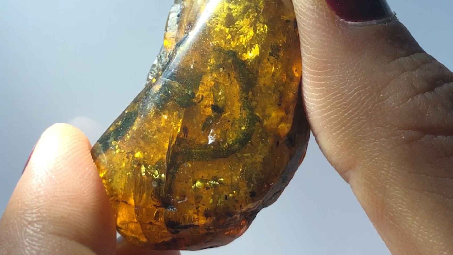 Close-up of amber fossil found on Baltic Sea beach held between a woman’s fingers