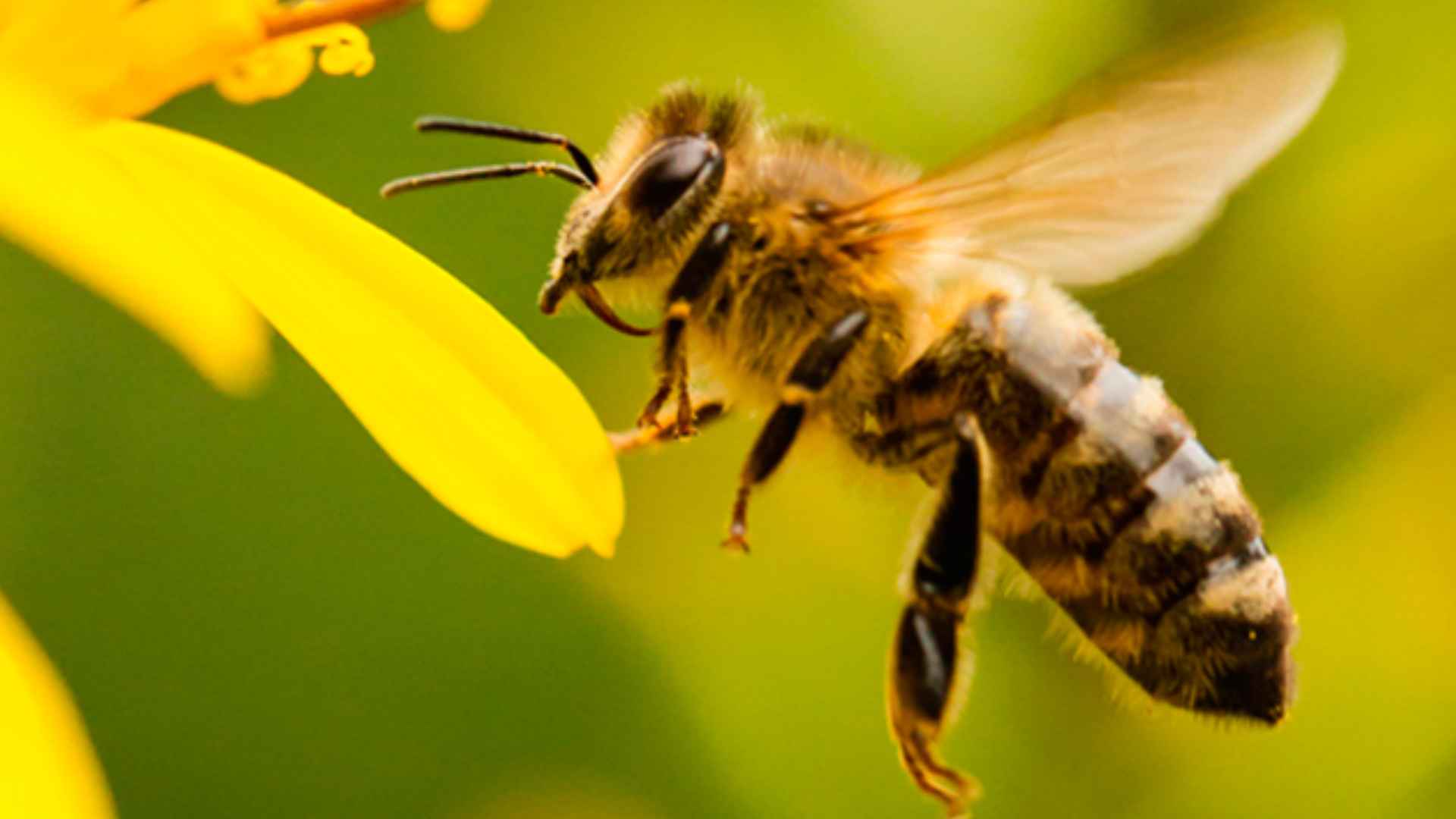Africanized killer bee collecting nectar from yellow flower in southern US state