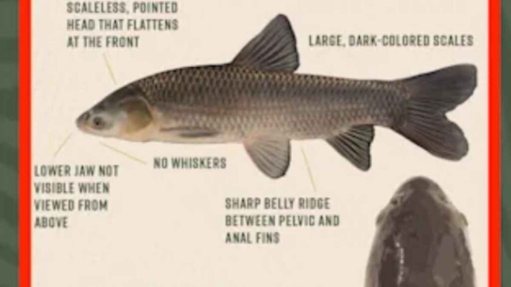 Anglers can earn $1,000 a month catching invasive black carp: these are ...