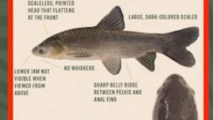 Anglers can earn $1,000 a month catching invasive black carp: these are ...