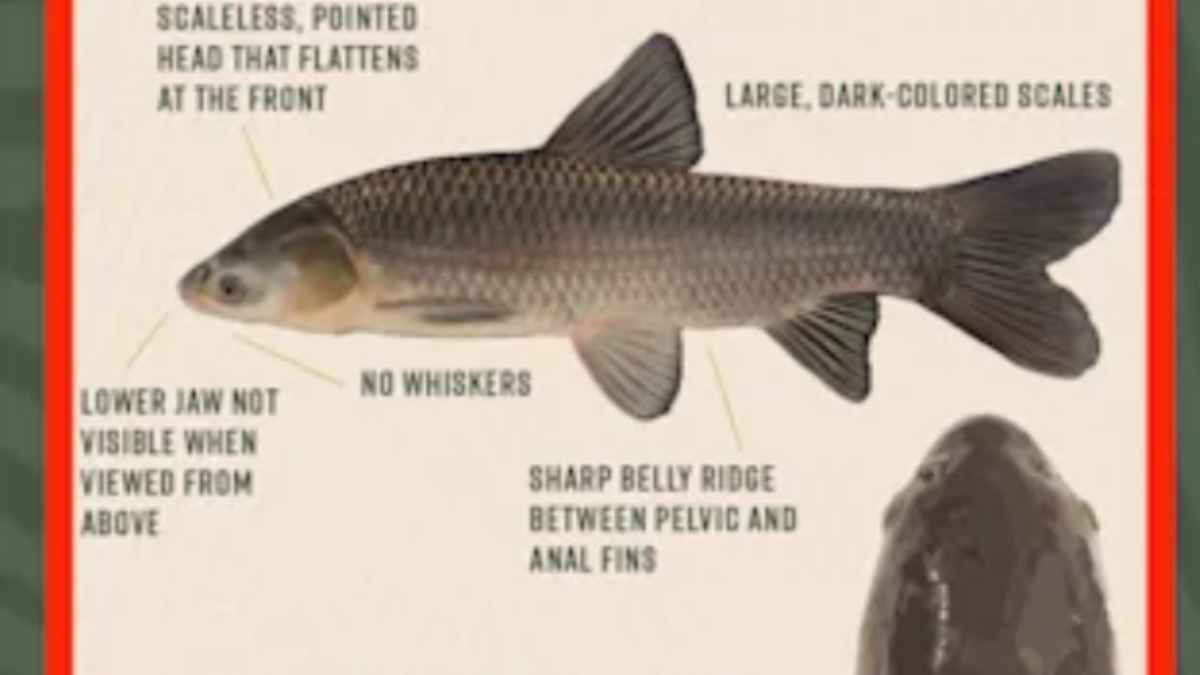 Identification guide for invasive black carp highlighting key features for anglers catching them in bounty programs.