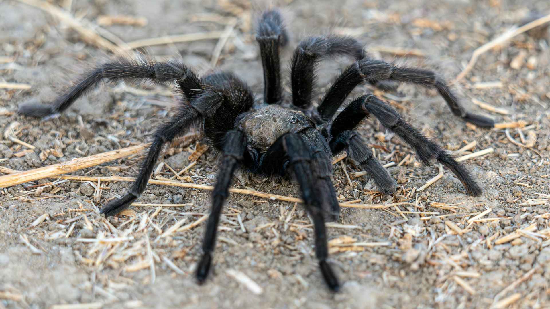 Close-up view of a male tarantula crawling across dry desert ground during autumn migration.