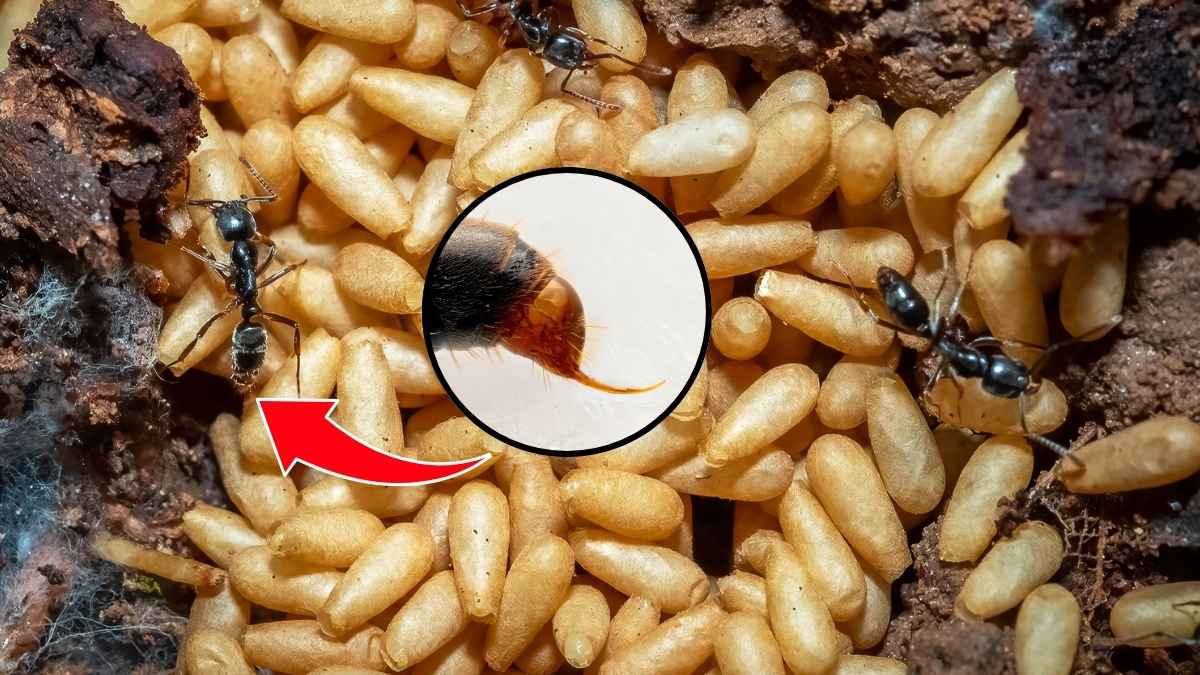 Asian needle ant close-up showing dangerous sting surrounded by eggs in nest