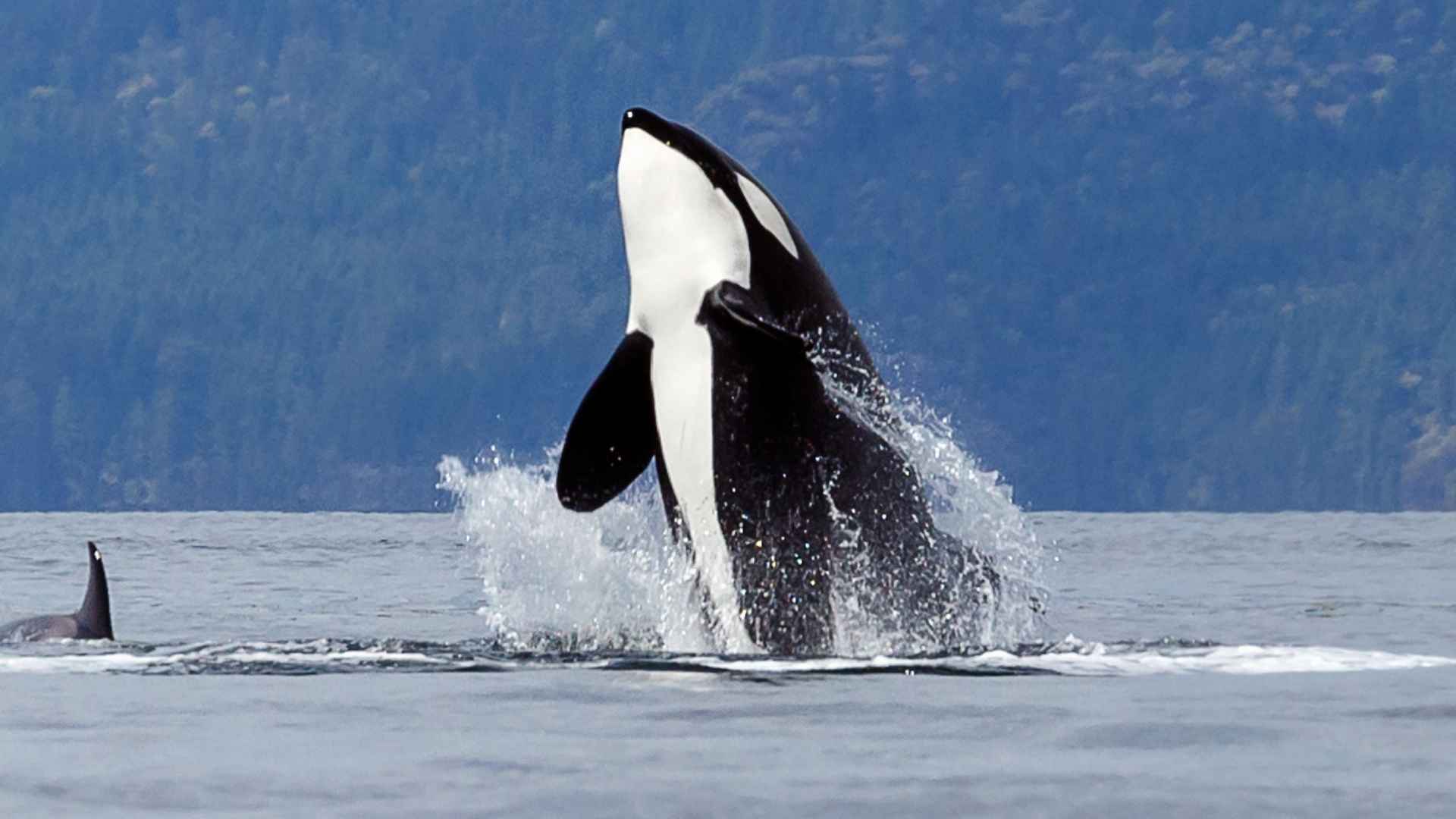 Killer whale breaching ocean surface, spotted delivering rays, fish, and squid to humans