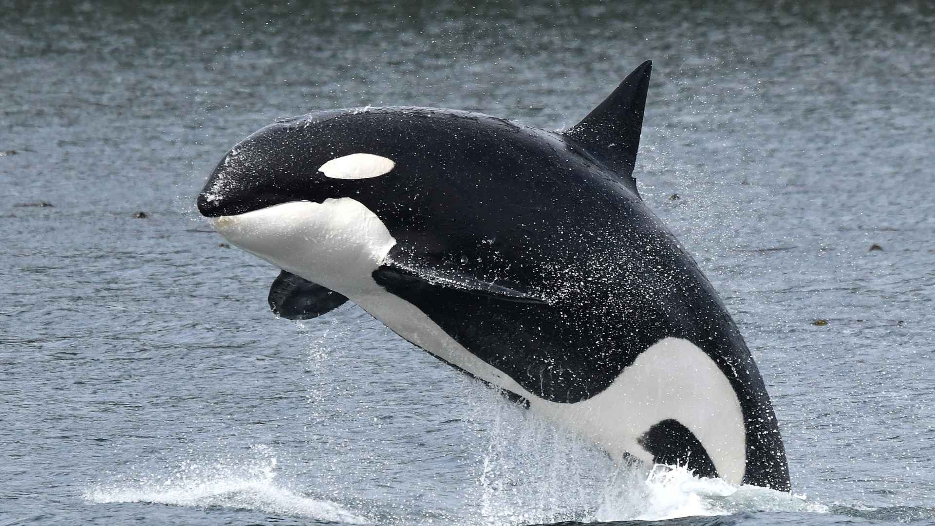 Orca whale breaching the surface in a rare sighting near the Hawaiian coast