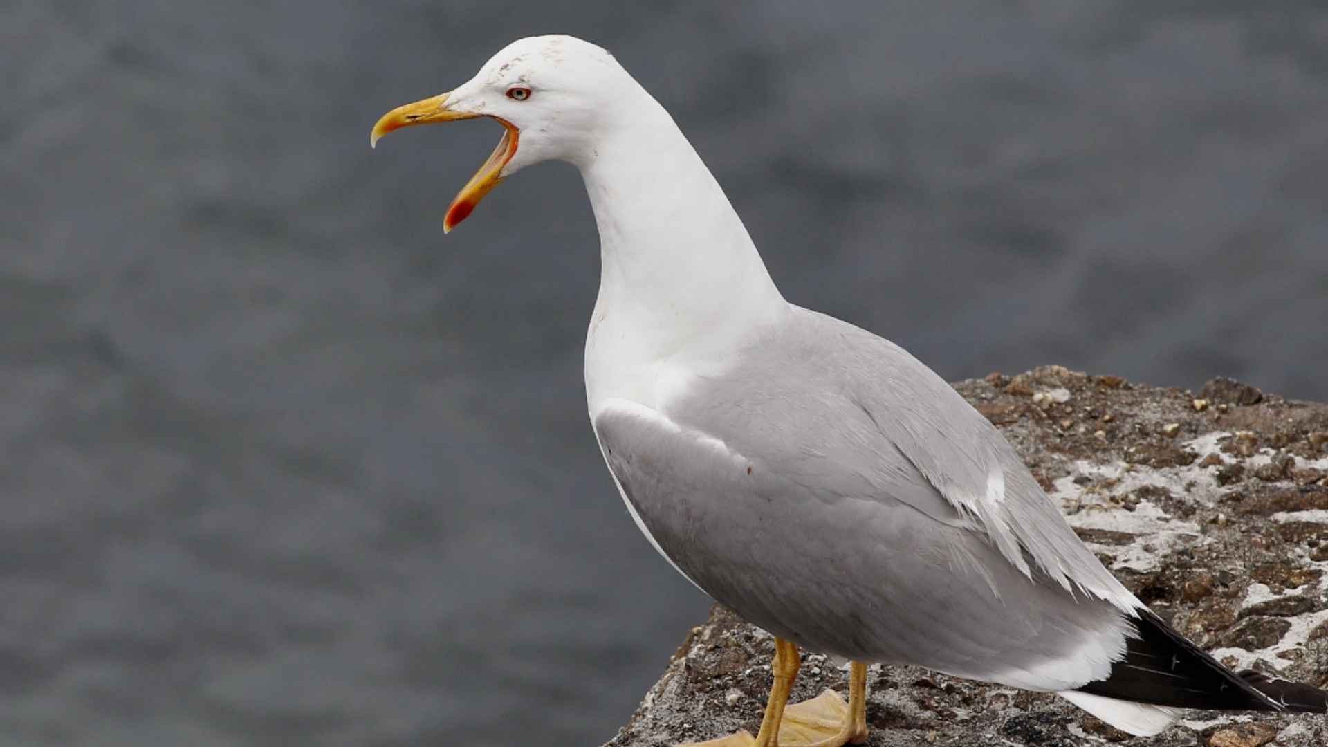 seagull standing on rocky ledge with open beak possibly calling or reacting near coastal waters