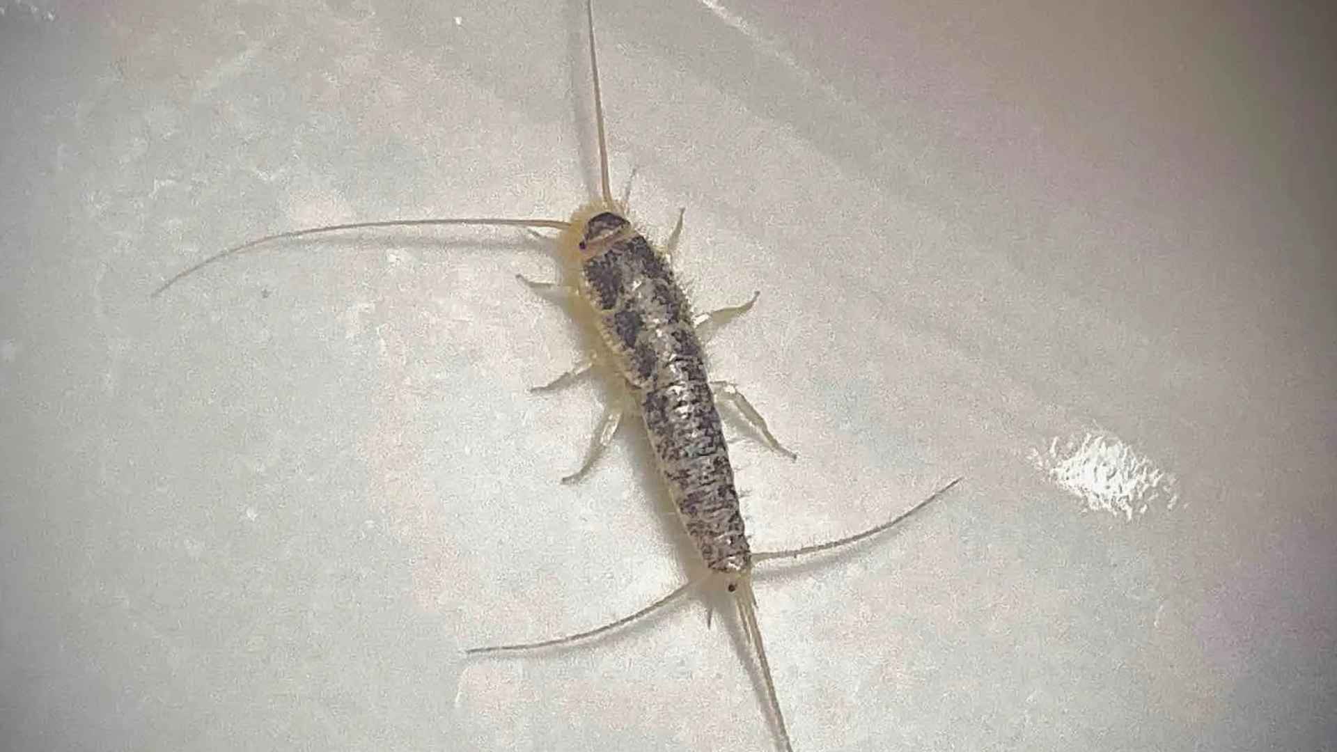 Close-up of a silverfish insect on a bathroom tile surface, showing long antennae and three tail filaments that identify the species.