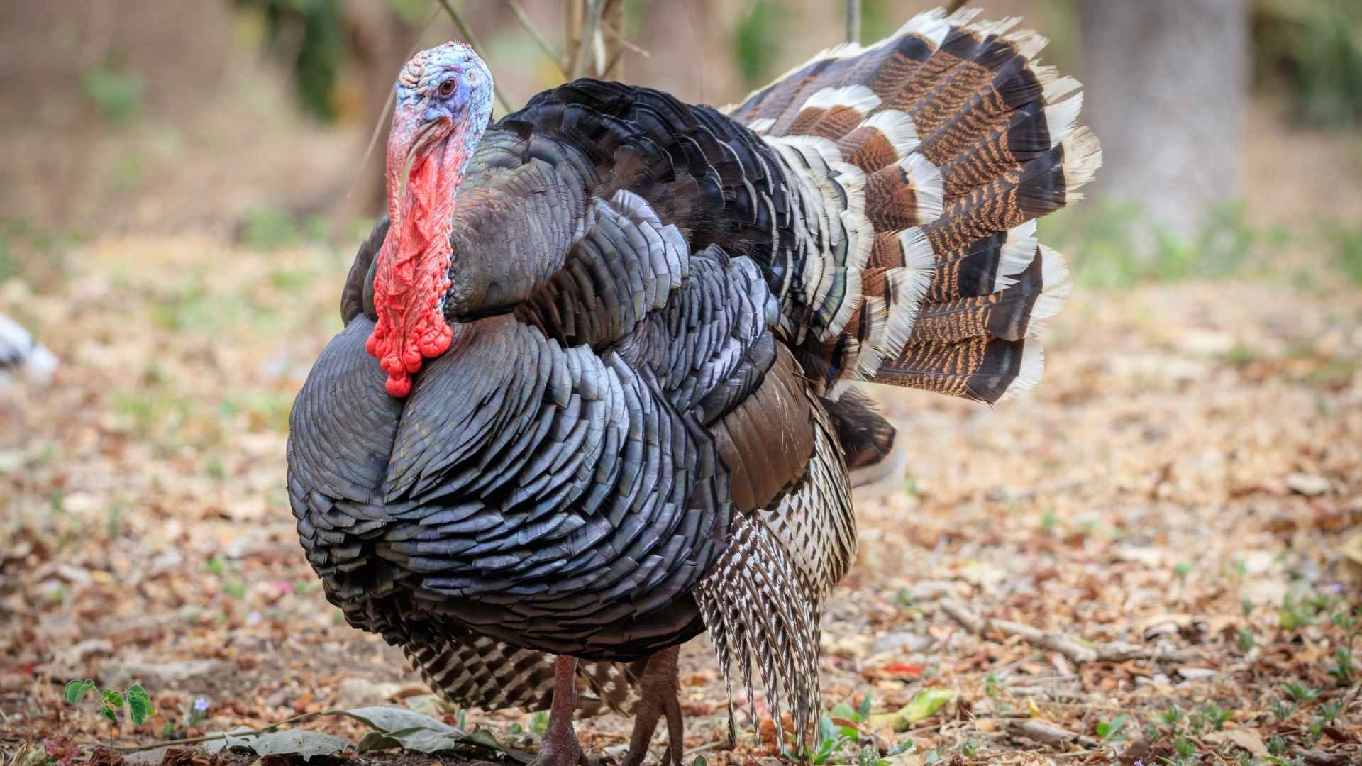 Wild turkey standing outdoors with colorful feathers and red wattle, representing the bird behind rarely eaten eggs