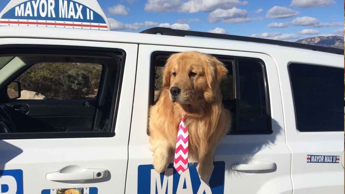 Golden retriever dog Mayor Max II in a car with a tie, symbolizing the canine mayor of Idyllwild