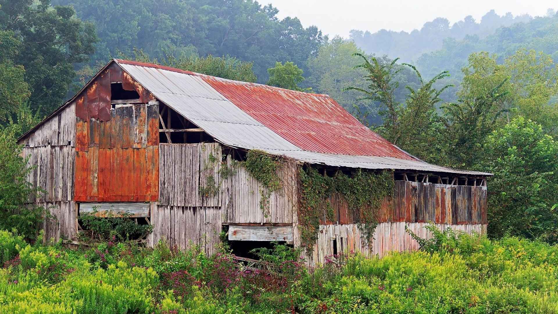 Old weathered barn with rusted tin roof and overgrown vegetation in the Appalachian Mountains, West Virginia