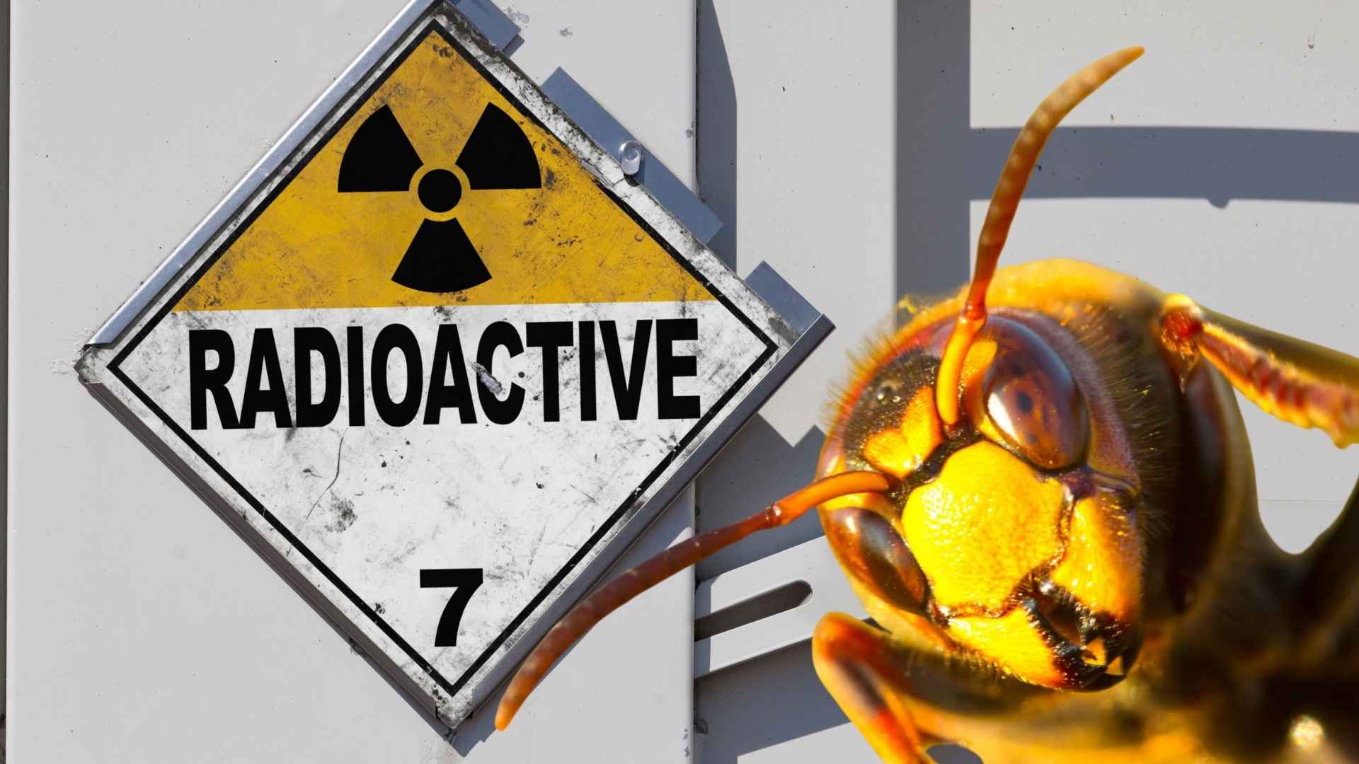Yellow radioactive hazard sign beside a close-up of a wasp head