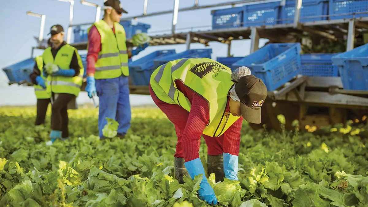 Florette busca operarios trabajar fábricas contrato fijo.