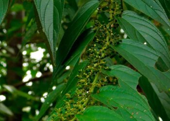 Primer plano de las hojas y frutos de la planta Trema micrantha, conocida por su importancia en investigaciones botánicas.