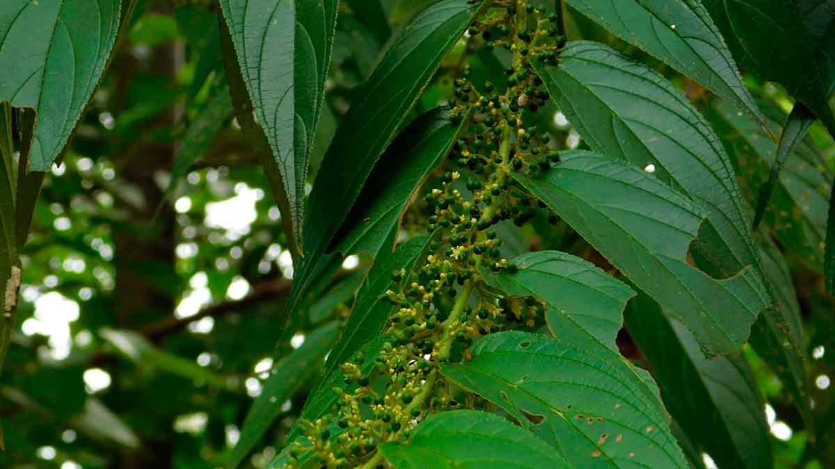 Primer plano de las hojas y frutos de la planta Trema micrantha, conocida por su importancia en investigaciones botánicas.