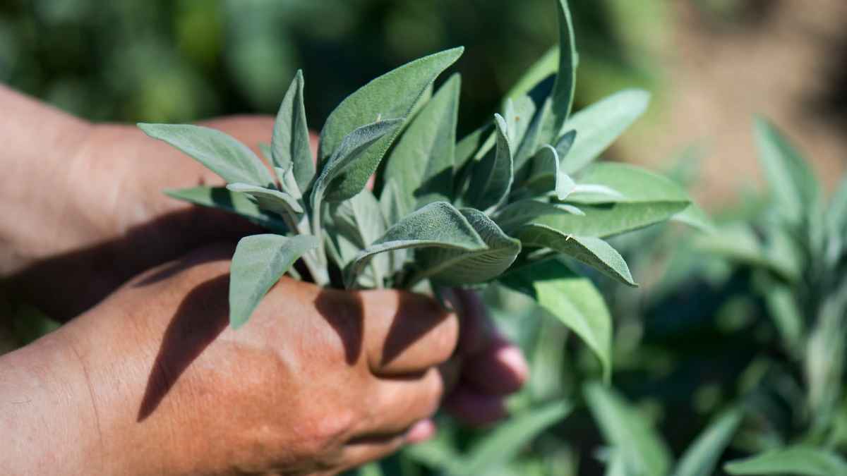 Manos sujetando ramitas de salvia fresca, planta utilizada en infusiones para regular el azúcar en sangre y mejorar la memoria