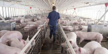 Trabajador en granja porcina en instalación industrial cuidando cerdos en un espacio moderno, parte de las vacantes de empleo en CUARTE