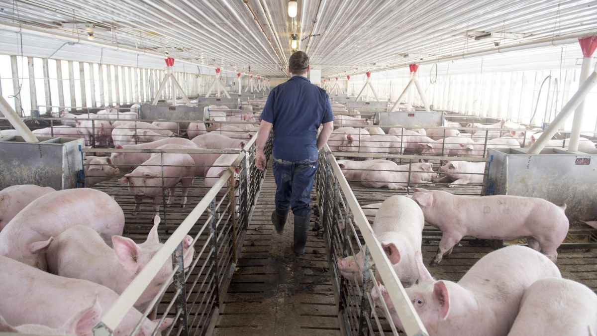 Trabajador en granja porcina en instalación industrial cuidando cerdos en un espacio moderno, parte de las vacantes de empleo en CUARTE