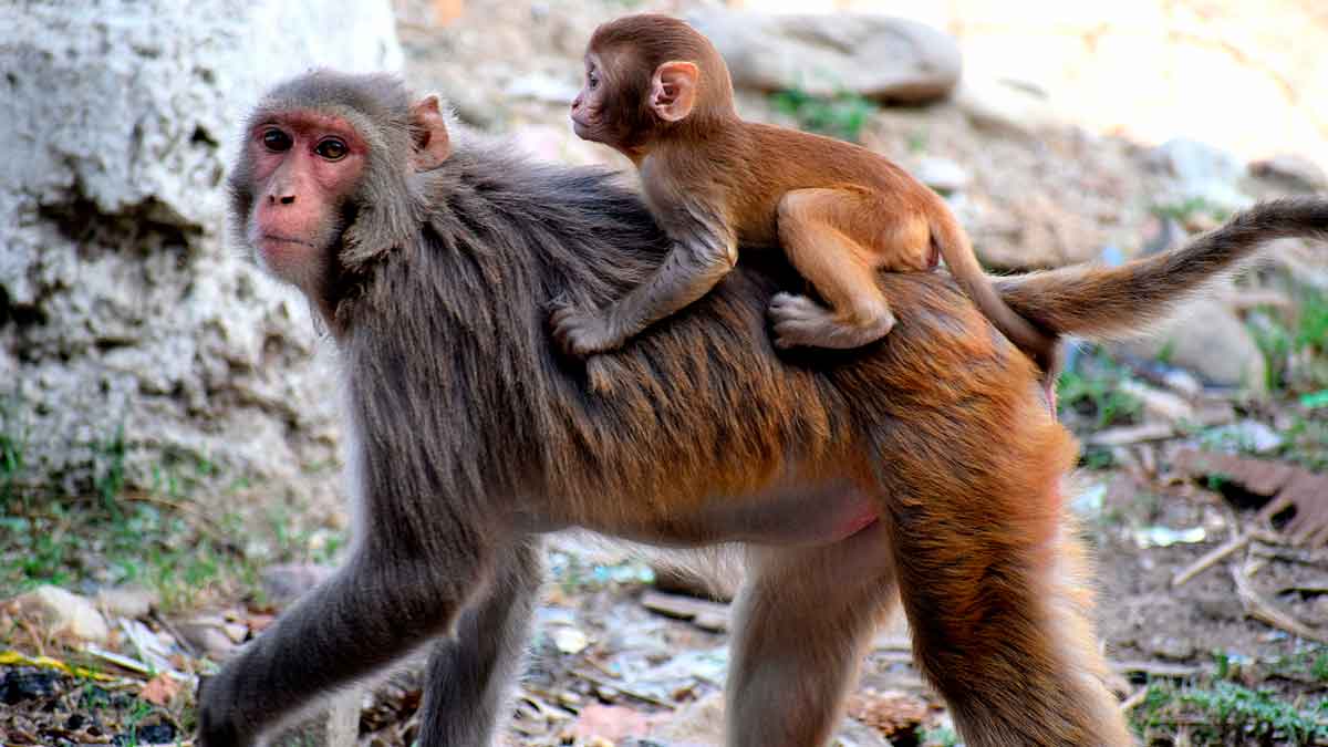 Una mutación genética: por qué los humanos no tenemos cola