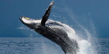 El canto de las ballenas jorobadas se parece al lenguaje humano.