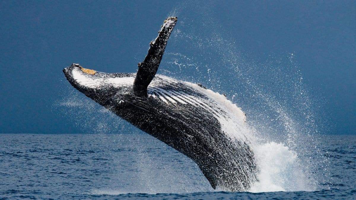 El canto de las ballenas jorobadas se parece al lenguaje humano.