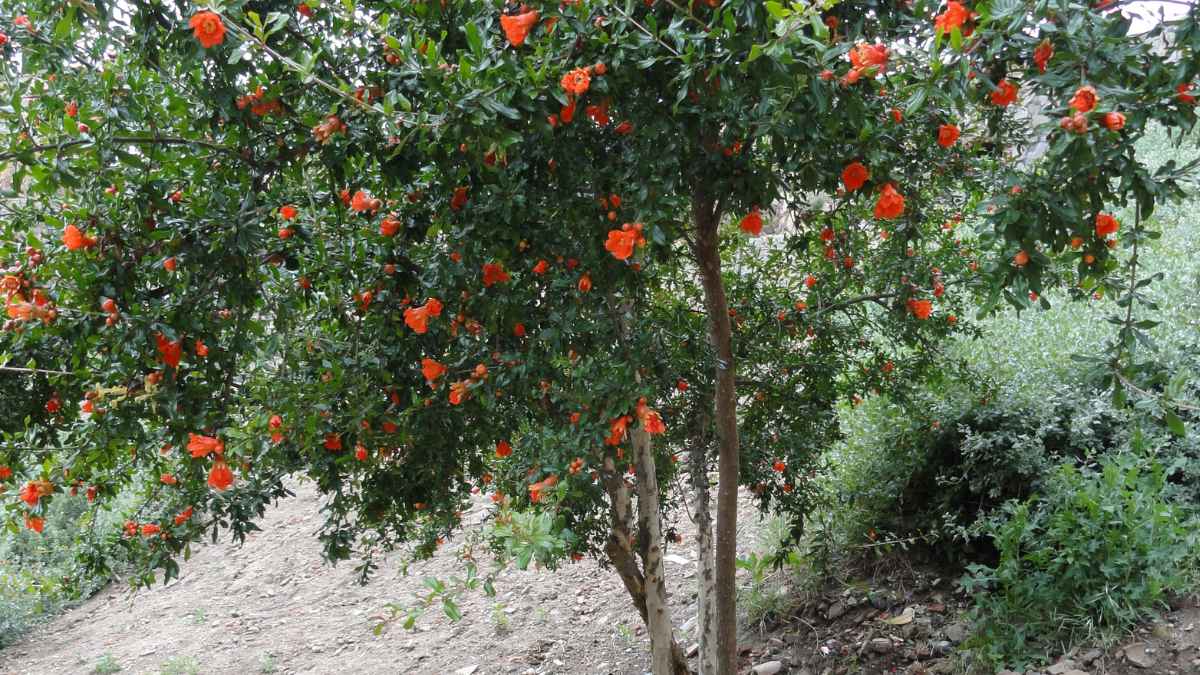 Árbol de granado