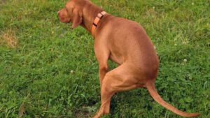 El sistema de ADN que usan más de 80 ayuntamientos para multar a los dueños que no recogen las cacas de sus perros