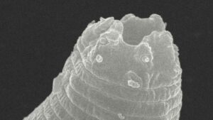 Un gusano congelado vuelve a la vida después de 46.000 años
