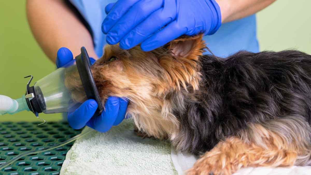 Veterinario administrando oxígeno a un perro en una clínica tras las restricciones del Real Decreto 666/2023