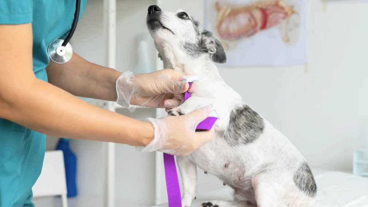 PREVEST nueva normativa medicamentos animales