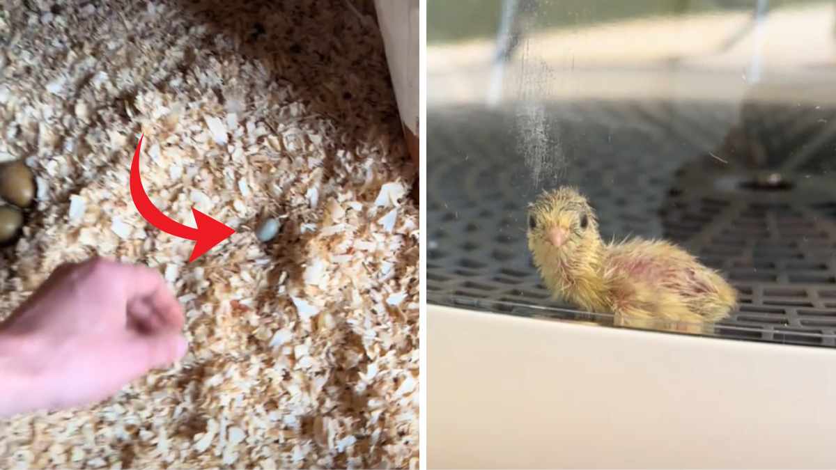 granjero encuentra huevo diminuto entre la paja y logra que nazca un pollito sano
