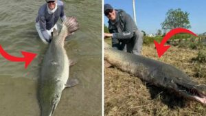 Un hombre pesca un pez de agua dulce de 2 metros y más de 70 kilos con equipo ultraligero: tardó más de 4 horas en sacarlo