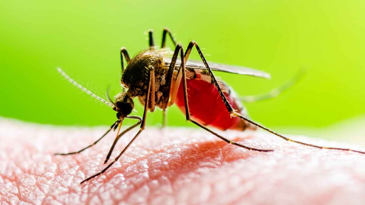 Primer plano de un mosquito hembra picando la piel humana, problema habitual del verano que el incienso japonés Katori Senko ayuda a evitar.