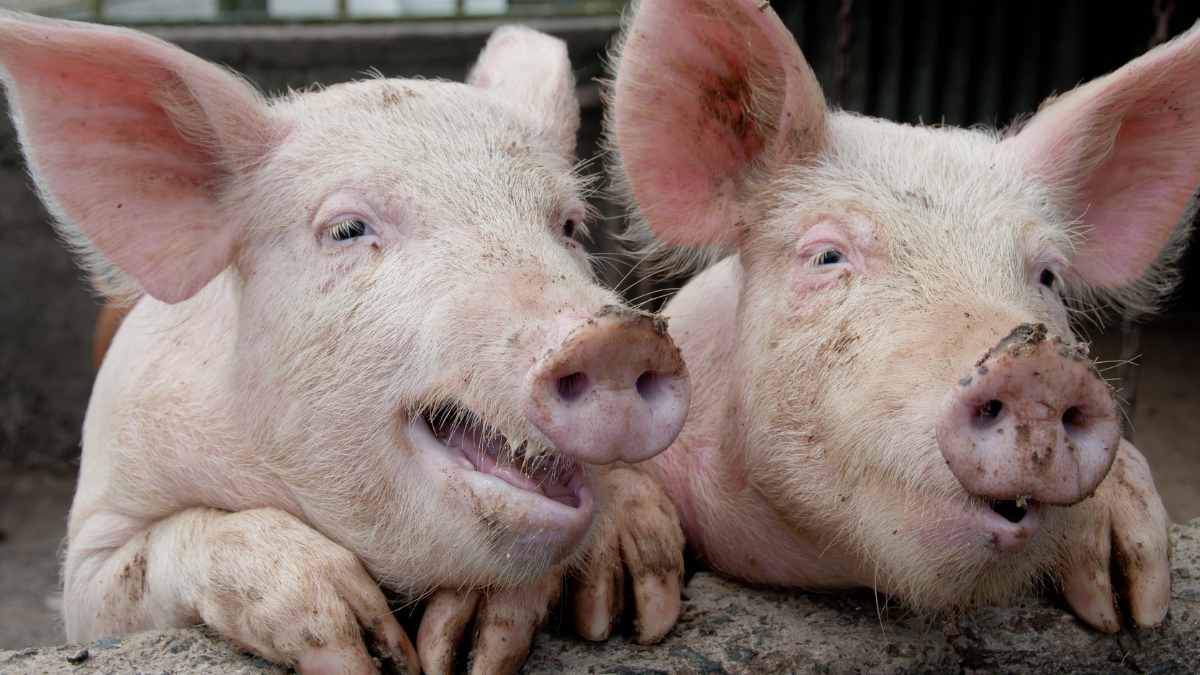 Dos cerdos en primer plano utilizados en un experimento científico sobre respiración por el ano