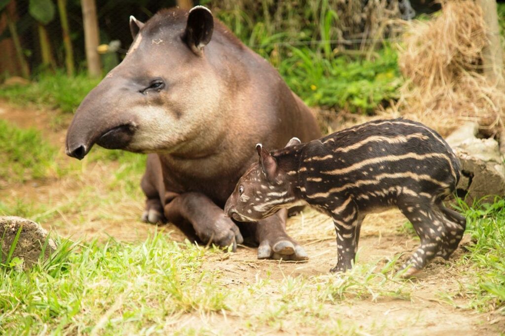 Tapir sudamericano adulto con su cría en la Costa Verde de Brasil captados por cámaras ambientales