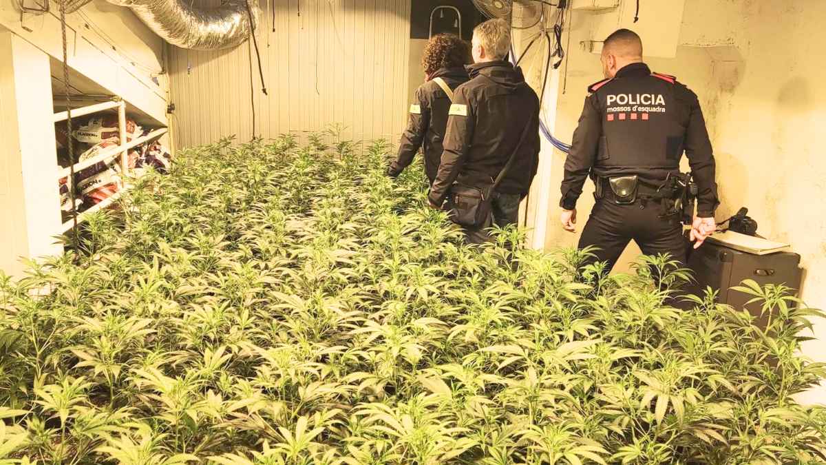 Agentes de los Mossos d'Esquadra inspeccionan una plantación de marihuana en el interior de una vivienda con lámparas de cultivo.