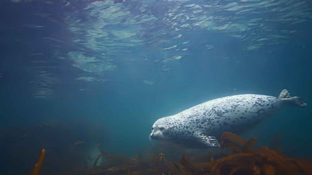 Foca moteada nadando: ejemplo de adaptación evolutiva irreversible al medio marino