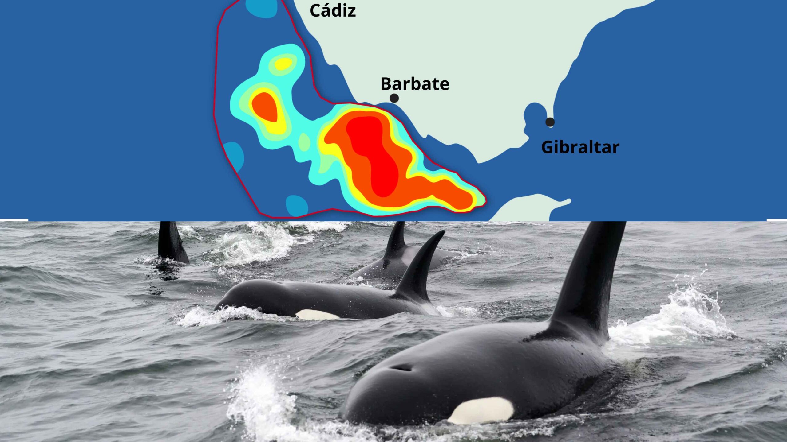 Mapa rojo que destaca la presencia de orcas entre Cádiz, Barbate y Gibraltar, con tres orcas nadando en primer plano.