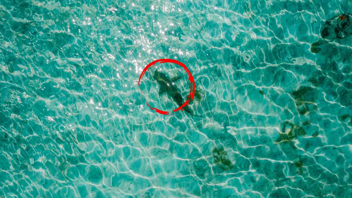 Estas son 2 playas donde existen alertas por avistamiento de tiburones para este verano 2025