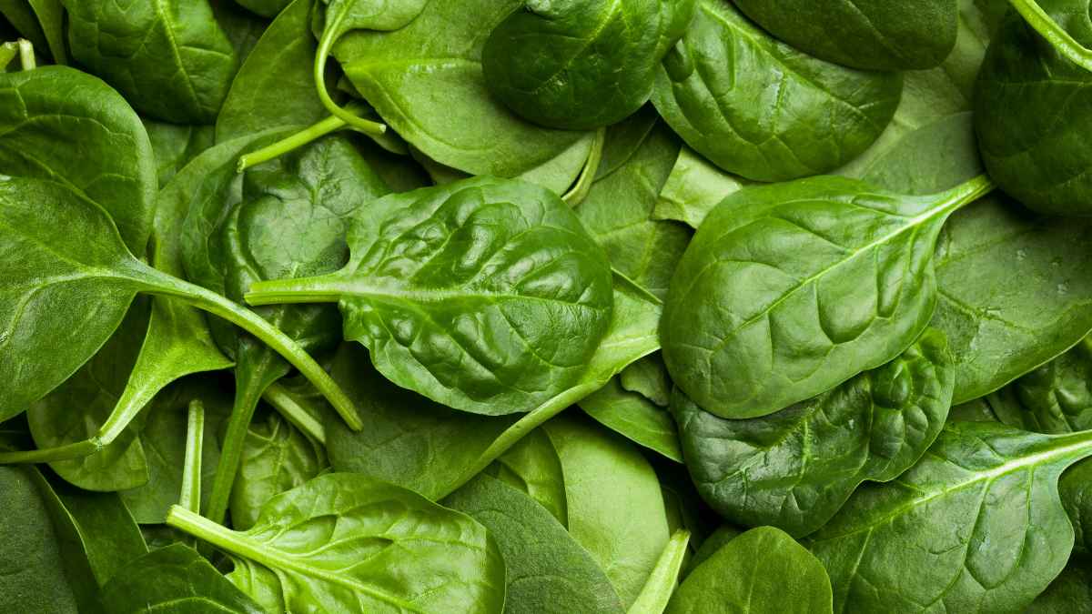 Hojas de espinaca en primer plano que ilustran la retirada urgente de conservas vegetales por cuerpos extraños